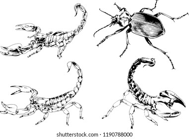 vector drawings sketches different insects bugs Scorpions spiders drawn in ink by hand , objects with no background