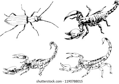 vector drawings sketches different insects bugs Scorpions spiders drawn in ink by hand , objects with no background