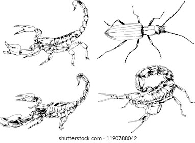 vector drawings sketches different insects bugs Scorpions spiders drawn in ink by hand , objects with no background