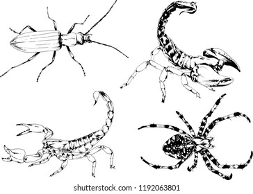 vector drawings sketches different insects bugs Scorpions spiders drawn in ink by hand , objects with no background