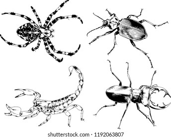 vector drawings sketches different insects bugs Scorpions spiders drawn in ink by hand , objects with no background