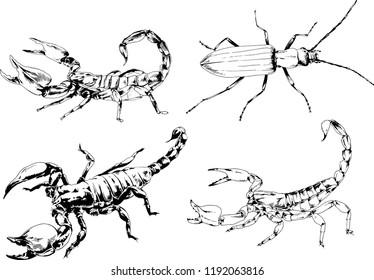 vector drawings sketches different insects bugs Scorpions spiders drawn in ink by hand , objects with no background