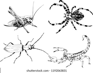 vector drawings sketches different insects bugs Scorpions spiders drawn in ink by hand , objects with no background