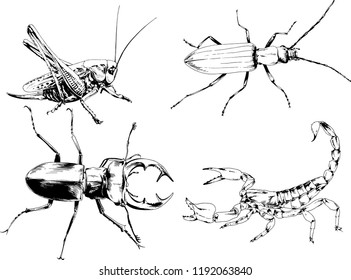 vector drawings sketches different insects bugs Scorpions spiders drawn in ink by hand , objects with no background