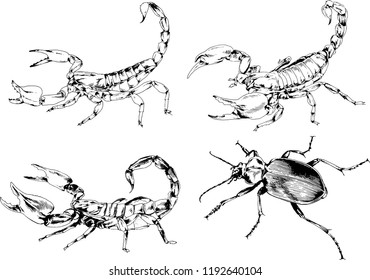 vector drawings sketches different insects bugs Scorpions spiders drawn in ink by hand , objects with no background