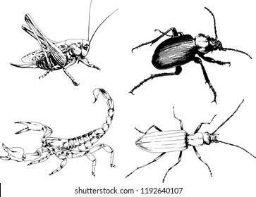 vector drawings sketches different insects bugs Scorpions spiders drawn in ink by hand , objects with no background