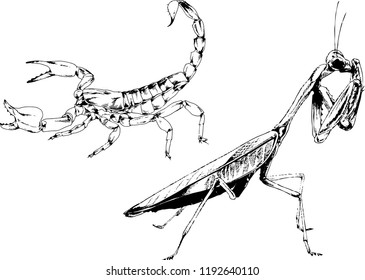 vector drawings sketches different insects bugs Scorpions spiders drawn in ink by hand , objects with no background
