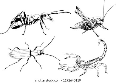 vector drawings sketches different insects bugs Scorpions spiders drawn in ink by hand , objects with no background