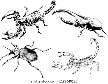vector drawings sketches different insects bugs Scorpions spiders drawn in ink by hand , objects with no background