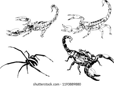 vector drawings sketches different insects bugs Scorpions spiders drawn in ink by hand , objects with no background