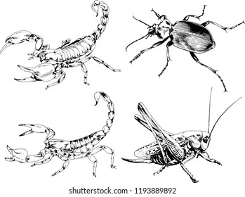 vector drawings sketches different insects bugs Scorpions spiders drawn in ink by hand , objects with no background