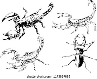 vector drawings sketches different insects bugs Scorpions spiders drawn in ink by hand , objects with no background