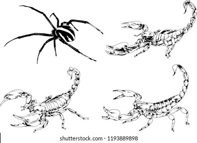 vector drawings sketches different insects bugs Scorpions spiders drawn in ink by hand , objects with no background