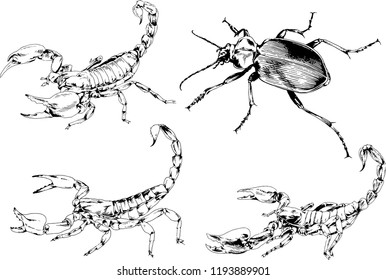 vector drawings sketches different insects bugs Scorpions spiders drawn in ink by hand , objects with no background