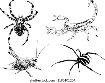 vector drawings sketches different insects bugs Scorpions spiders drawn in ink by hand , objects with no background