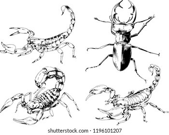 vector drawings sketches different insects bugs Scorpions spiders and beetles drawn in ink by hand , objects with no background