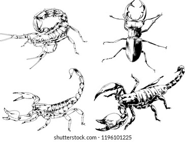 vector drawings sketches different insects bugs Scorpions beetles drawn in ink by hand , objects with no background