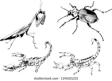 vector drawings sketches different insects bugs Scorpions spiders, beetles and praying mantis drawn in ink by hand , objects with no background