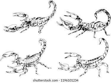 vector drawings sketches different insects bugs Scorpions spiders drawn in ink by hand , objects with no background