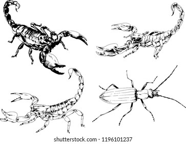 vector drawings sketches different insects bugs Scorpions spiders and beetles drawn in ink by hand , objects with no background