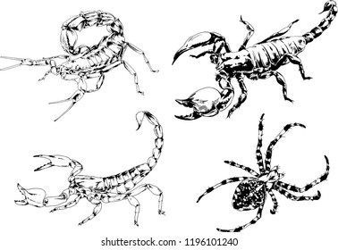 vector drawings sketches different insects bugs Scorpions spiders drawn in ink by hand , objects with no background