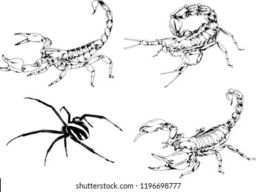 vector drawings sketches different insects bugs Scorpions spiders drawn in ink by hand , objects with no background