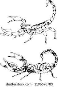 vector drawings sketches different insects bugs Scorpions spiders drawn in ink by hand , objects with no background