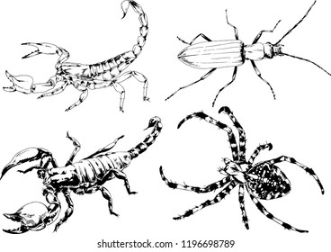 vector drawings sketches different insects bugs Scorpions spiders drawn in ink by hand , objects with no background