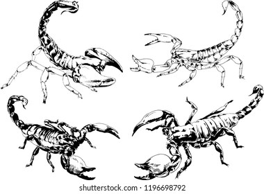 vector drawings sketches different insects bugs Scorpions spiders drawn in ink by hand , objects with no background