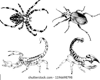 vector drawings sketches different insects bugs Scorpions spiders drawn in ink by hand , objects with no background