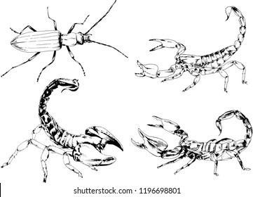 vector drawings sketches different insects bugs Scorpions spiders drawn in ink by hand , objects with no background