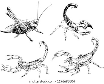 vector drawings sketches different insects bugs Scorpions spiders drawn in ink by hand , objects with no background