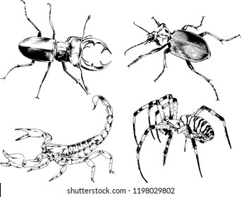 vector drawings sketches different insects bugs Scorpions spiders drawn in ink by hand , objects with no background