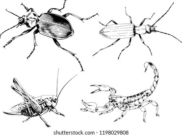 vector drawings sketches different insects bugs Scorpions spiders drawn in ink by hand , objects with no background