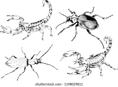 vector drawings sketches different insects bugs Scorpions spiders drawn in ink by hand , objects with no background