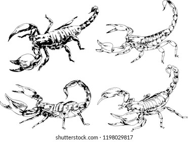 vector drawings sketches different insects bugs Scorpions spiders drawn in ink by hand , objects with no background