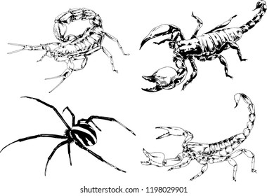 vector drawings sketches different insects bugs Scorpions spiders drawn in ink by hand , objects with no background