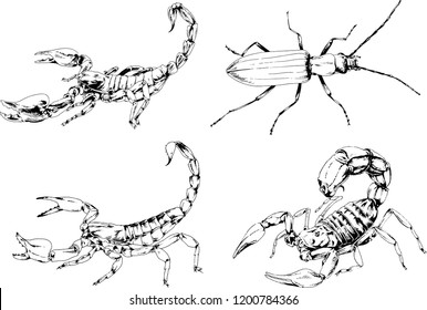 vector drawings sketches different insects bugs Scorpions spiders drawn in ink by hand , objects with no background
