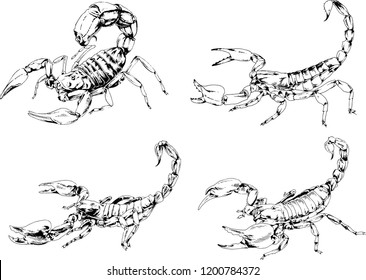 vector drawings sketches different insects bugs Scorpions spiders drawn in ink by hand , objects with no background