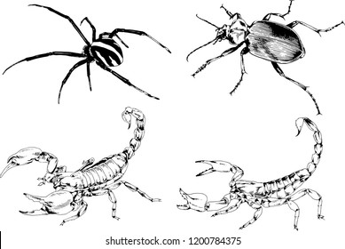 vector drawings sketches different insects bugs Scorpions spiders drawn in ink by hand , objects with no background