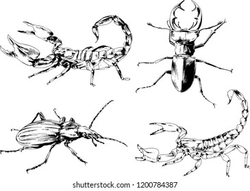 vector drawings sketches different insects bugs Scorpions spiders drawn in ink by hand , objects with no background