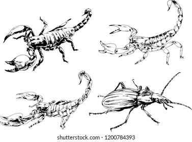 vector drawings sketches different insects bugs Scorpions spiders drawn in ink by hand , objects with no background
