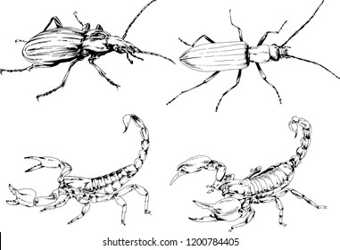 vector drawings sketches different insects bugs Scorpions spiders drawn in ink by hand , objects with no background