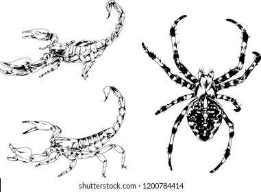 vector drawings sketches different insects bugs Scorpions spiders drawn in ink by hand , objects with no background