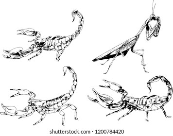 vector drawings sketches different insects bugs Scorpions spiders drawn in ink by hand , objects with no background
