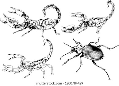 vector drawings sketches different insects bugs Scorpions spiders drawn in ink by hand , objects with no background