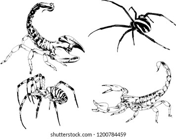 vector drawings sketches different insects bugs Scorpions spiders drawn in ink by hand , objects with no background