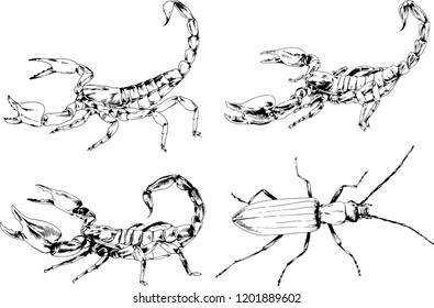 vector drawings sketches different insects bugs Scorpions spiders drawn in ink by hand , objects with no background