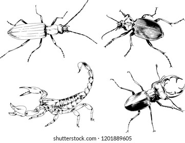 vector drawings sketches different insects bugs Scorpions spiders drawn in ink by hand , objects with no background