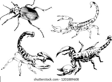 vector drawings sketches different insects bugs Scorpions spiders drawn in ink by hand , objects with no background